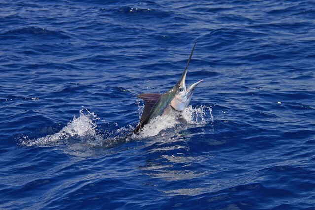 Blue eyed marlin